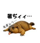 マーモット盛り合わせ 4 【夏盛り】（個別スタンプ：4）