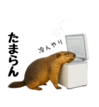 マーモット盛り合わせ 4 【夏盛り】（個別スタンプ：6）