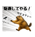マーモット盛り合わせ 4 【夏盛り】（個別スタンプ：10）