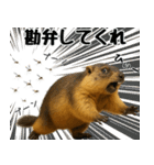 マーモット盛り合わせ 4 【夏盛り】（個別スタンプ：11）