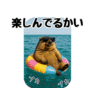 マーモット盛り合わせ 4 【夏盛り】（個別スタンプ：17）