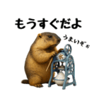 マーモット盛り合わせ 4 【夏盛り】（個別スタンプ：21）