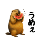 マーモット盛り合わせ 4 【夏盛り】（個別スタンプ：24）