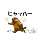マーモット盛り合わせ 4 【夏盛り】（個別スタンプ：37）