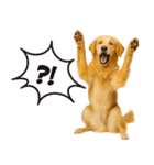 ゴールデンレトリバー☆リアクション！（個別スタンプ：2）