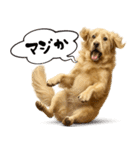 ゴールデンレトリバー☆リアクション！（個別スタンプ：3）