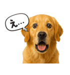 ゴールデンレトリバー☆リアクション！（個別スタンプ：4）