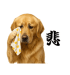 ゴールデンレトリバー☆リアクション！（個別スタンプ：16）