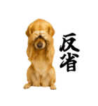 ゴールデンレトリバー☆リアクション！（個別スタンプ：20）