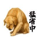 ゴールデンレトリバー☆リアクション！（個別スタンプ：21）