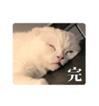 もろむくスタンプ9（個別スタンプ：24）