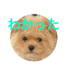 マイドック909（個別スタンプ：1）