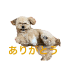 マイドック909（個別スタンプ：5）