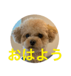 マイドック909（個別スタンプ：7）