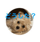 マイドック909（個別スタンプ：17）