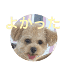 マイドック909（個別スタンプ：18）