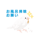 ジュウシマツ！使いやすいスタンプ3（個別スタンプ：13）