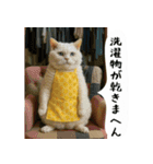 お猫様の吹き出しスタンプ6（個別スタンプ：2）