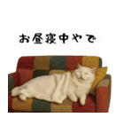 お猫様の吹き出しスタンプ6（個別スタンプ：6）