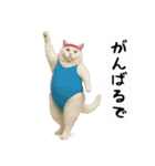 お猫様の吹き出しスタンプ6（個別スタンプ：9）