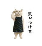 お猫様の吹き出しスタンプ6（個別スタンプ：11）