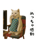 お猫様の吹き出しスタンプ6（個別スタンプ：13）