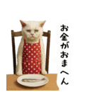 お猫様の吹き出しスタンプ6（個別スタンプ：17）