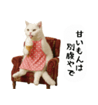 お猫様の吹き出しスタンプ6（個別スタンプ：30）
