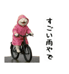 お猫様の吹き出しスタンプ6（個別スタンプ：33）