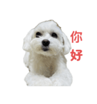 マルチーズ写真・中国語あいさつスタンプ（個別スタンプ：3）