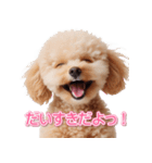 きゅん笑顔トイプードル（個別スタンプ：1）