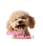 きゅん笑顔トイプードル（個別スタンプ：9）
