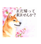 水彩を感じるわんこスタンプ（個別スタンプ：12）