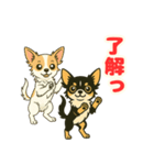 小さな黒と白茶のチワワたち2（個別スタンプ：1）