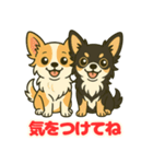 小さな黒と白茶のチワワたち2（個別スタンプ：4）