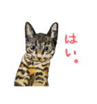 毎日使えるモフ語録！（個別スタンプ：32）