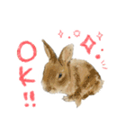 毎日使えるモフ語録！（個別スタンプ：34）
