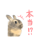 毎日使えるモフ語録！（個別スタンプ：38）