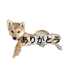 バム1-1（個別スタンプ：5）