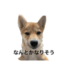 バム1-1（個別スタンプ：16）