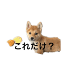 バム1-1（個別スタンプ：24）