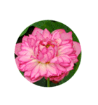 蓮の花 スタンプ（個別スタンプ：6）