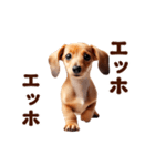 動く！ダックスフント（個別スタンプ：1）