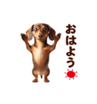 動く！ダックスフント（個別スタンプ：5）