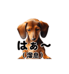 動く！ダックスフント（個別スタンプ：21）