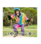 チンパのゴルファー 【毎日使える】2（個別スタンプ：12）