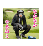 チンパのゴルファー 【毎日使える】2（個別スタンプ：18）