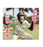 チンパのゴルファー 【毎日使える】2（個別スタンプ：20）