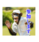 チンパのゴルファー 【毎日使える】2（個別スタンプ：37）