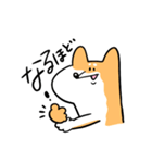 柴犬のコタロウです。（個別スタンプ：29）